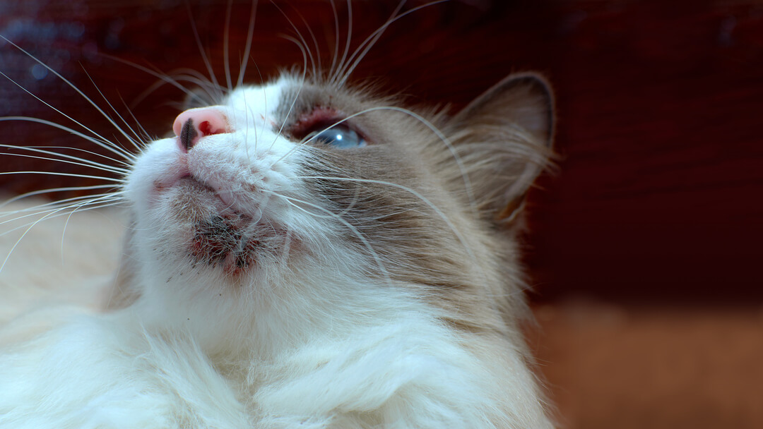 Cat Acne Symptoms Causes And How To Treat It Purina